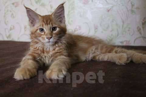 Кошки в Сергиеве Посаде: Котенок мейн-кун Мальчик, Бесплатно - фото 1