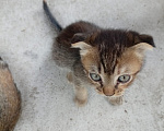 Кошки в Майкопе: Котенок в добрые руки Девочка, Бесплатно - фото 1