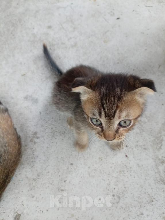 Кошки в Майкопе: Котенок в добрые руки Девочка, Бесплатно - фото 1