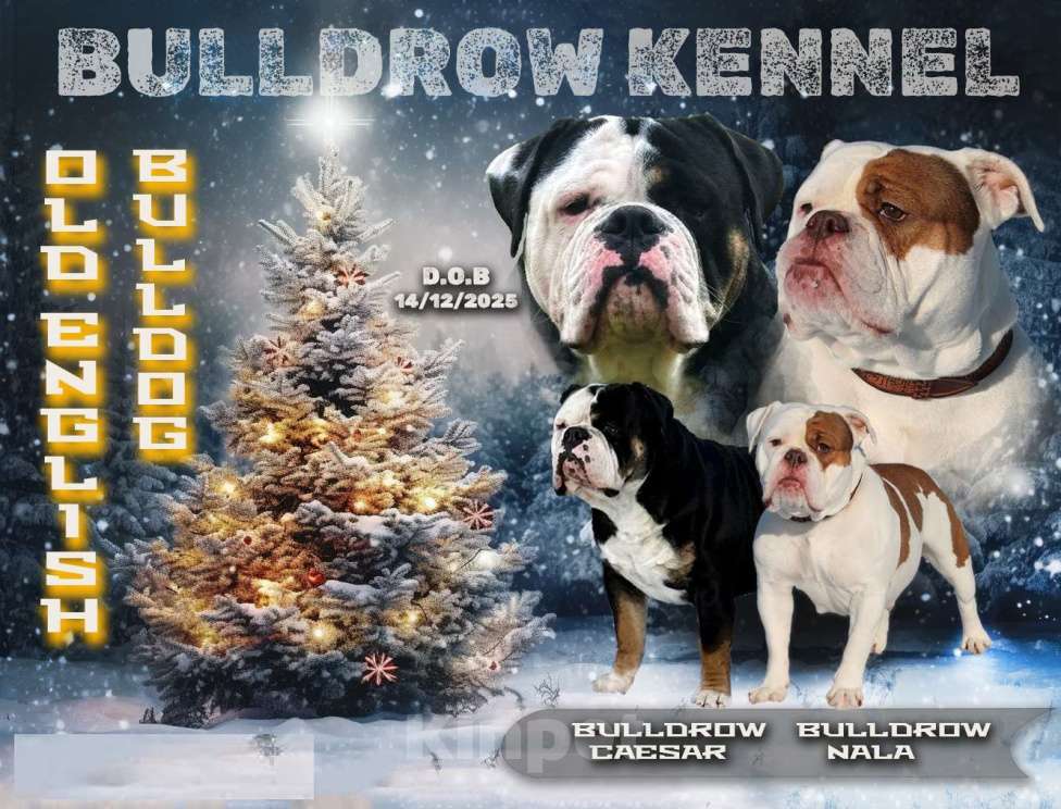 Собаки в других городах Воронежской области: Девочка староанглийский бульдог Девочка, 80 000 руб. - фото 8