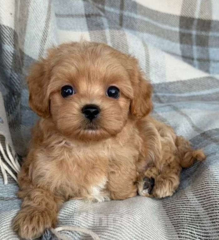 Собаки в Южном-Сахалинске: Мальтипу Девочка, 65 руб. - фото 1