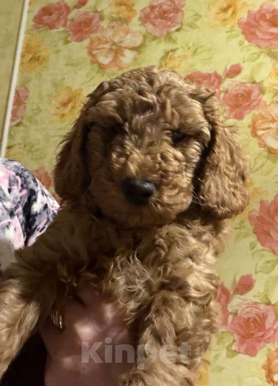 Собаки в Балашихе: Малый пудель, мальчики Мальчик, 40 000 руб. - фото 4