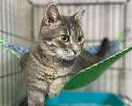 Кошки в Москве: Чудесный полосатик Капитолий ищет маму и папу Мальчик, Бесплатно - фото 4