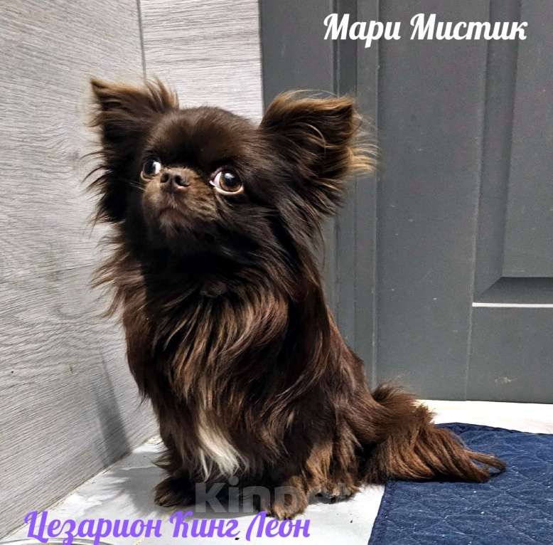 Собаки в Санкт-Петербурге: Ефим короткошерстный мини чихуахуа Мальчик, 80 000 руб. - фото 5