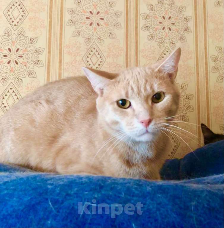 Кошки в Реутове: Рыжий котик Персик ищет дом!  Мальчик, Бесплатно - фото 1