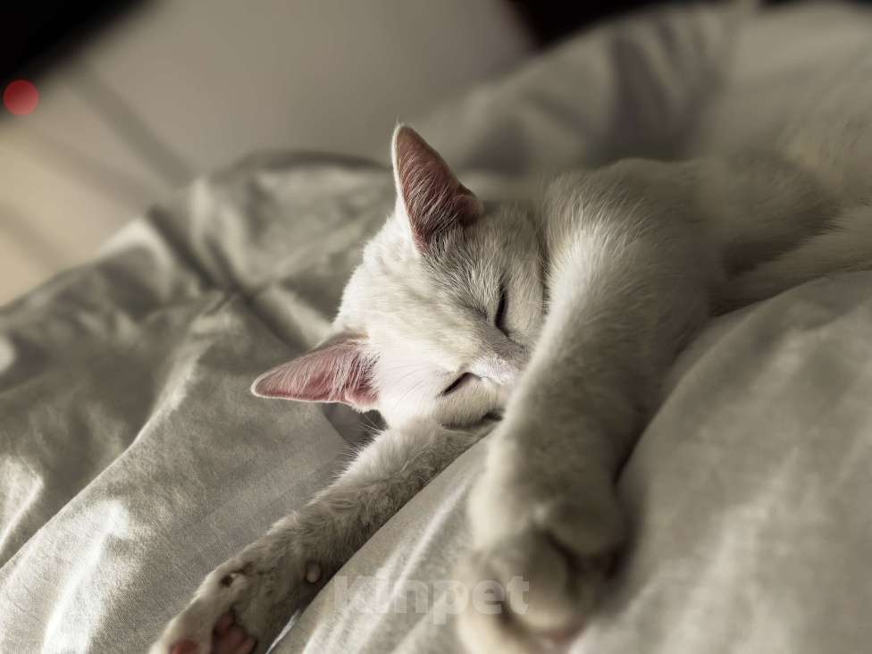 Кошки в других городах Московской области: Пожалуйста заберете в добрые руки  Девочка, Бесплатно - фото 3