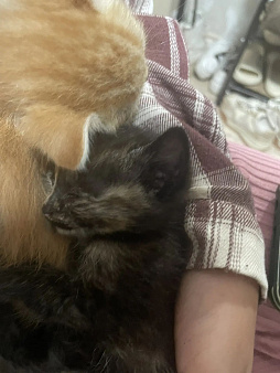 Малыши ищут дом🤗