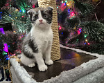 Кошки в Краснодаре: Шотландская ВИСЛОУХАЯ короткошерстная Девочка, 10 000 руб. - фото 3