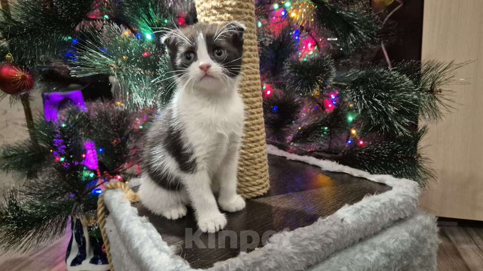 Кошки в Краснодаре: Шотландская ВИСЛОУХАЯ короткошерстная Девочка, 10 000 руб. - фото 3