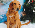 Собаки в Санкт-Петербурге: Молодой песик Рыжулик, метис гончей ищет дом Мальчик, 10 руб. - фото 3
