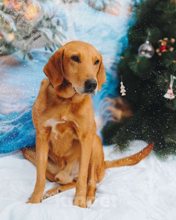 Собаки в Санкт-Петербурге: Молодой песик Рыжулик, метис гончей ищет дом Мальчик, 10 руб. - фото 3