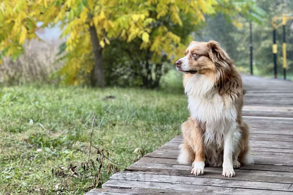 Собаки в Москве: Австралийская овчарка в добрые руки Мальчик, Бесплатно - фото 2