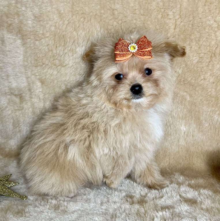 Собаки в Москве: Помапу мальчишка Мальчик, 45 000 руб. - фото 8