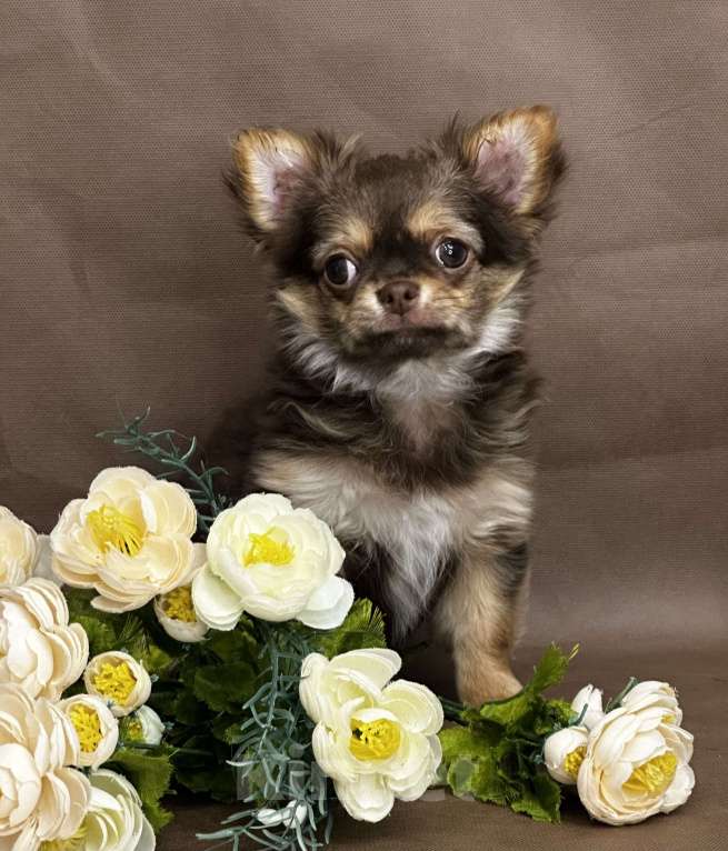 Собаки в Москве: Яркая девочка чихуахуа Девочка, 60 000 руб. - фото 10