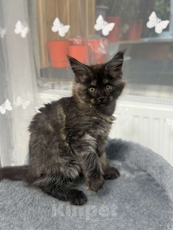 Кошки в Череповце: Чистопородный Мейн Кун Девочка, 30 000 руб. - фото 2