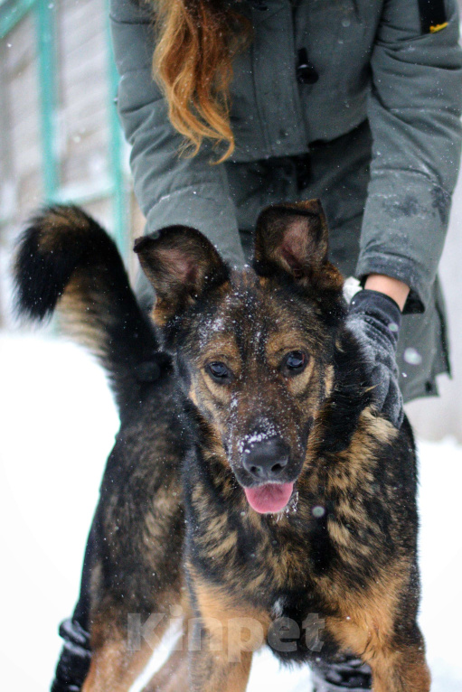 Собаки в Москве: Алтай Мальчик, Бесплатно - фото 1