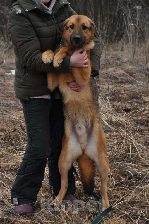 Собаки в Ногинске: Квейл ждет свою семью в приюте Мальчик, Бесплатно - фото 6