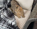 Кошки в Щербинке: Потерялся кот (помесь с британцем) Мальчик, 5 000 руб. - фото 3