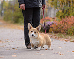 Собаки в Воронеже: Щенки Вельш Корги Пемброк Мальчик, 75 000 руб. - фото 1