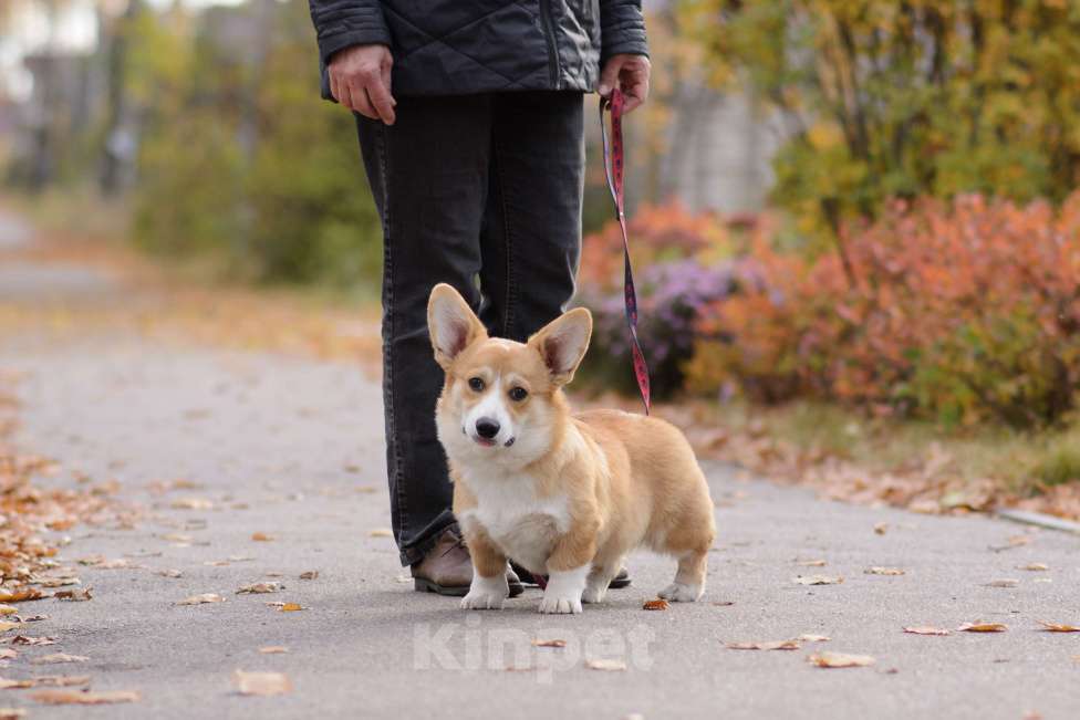 Собаки в Воронеже: Щенки Вельш Корги Пемброк Мальчик, 75 000 руб. - фото 1