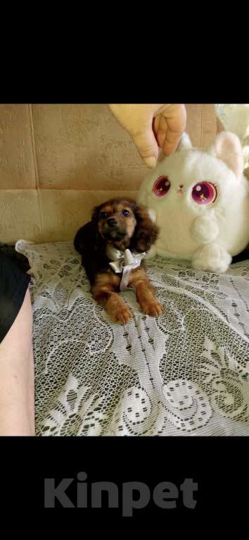 Собаки в Екатеринбурге: Таксята  Девочка, 40 000 руб. - фото 2