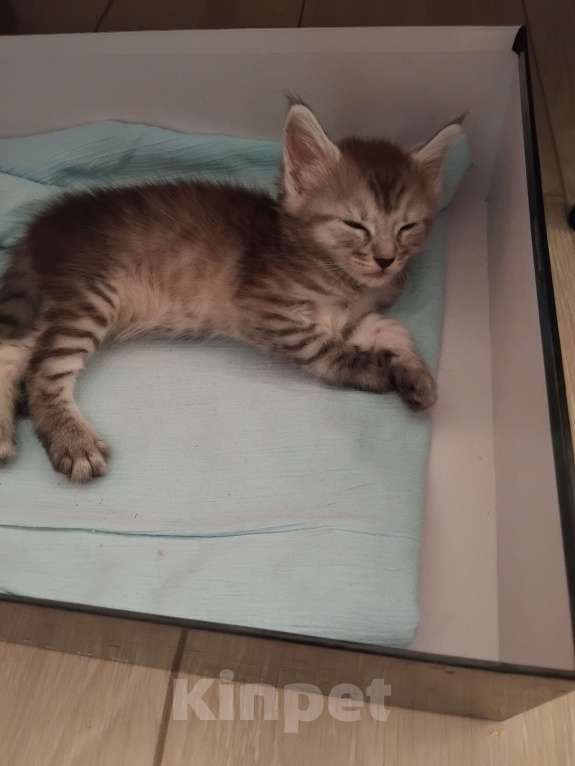 Кошки в Ставрополе: Энджел дымка Девочка, 20 000 руб. - фото 5