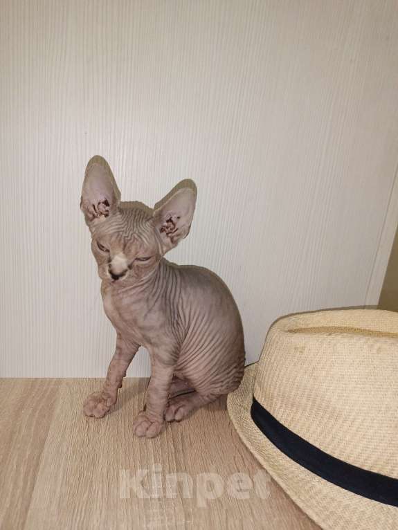 Кошки в Москве: Тигровая  Девочка, 45 000 руб. - фото 9