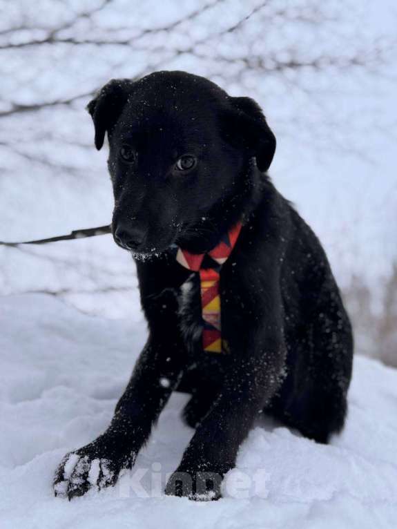 Собаки в Уфе: Щенок Мальчик, 300 руб. - фото 6