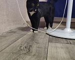 Кошки в Иркутске: КОТИК ИЩЕТ СЕБЕ ДОМ Мальчик, Бесплатно - фото 2