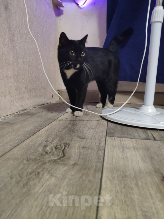 Кошки в Иркутске: КОТИК ИЩЕТ СЕБЕ ДОМ Мальчик, Бесплатно - фото 2