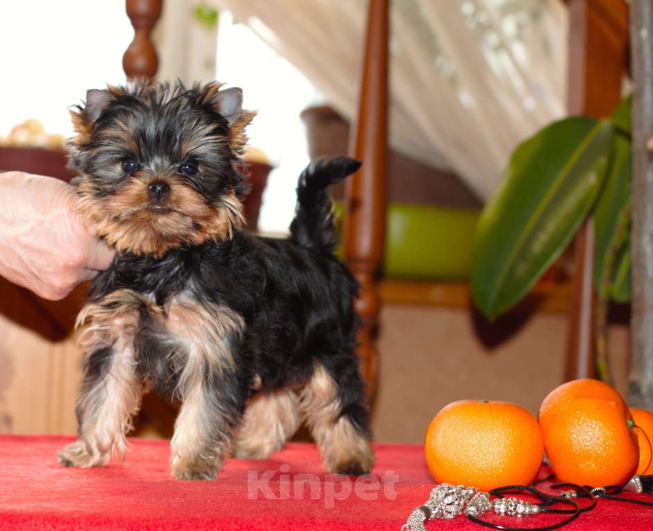 Собаки в Пушкино: Малышок - крепышок Мальчик, Бесплатно - фото 3