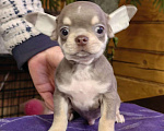 Собаки в Москве: Чихуахуа. Мальчик лилово-подпалый Мальчик, 40 000 руб. - фото 3