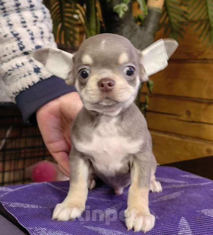 Собаки в Москве: Чихуахуа. Мальчик лилово-подпалый Мальчик, 40 000 руб. - фото 3