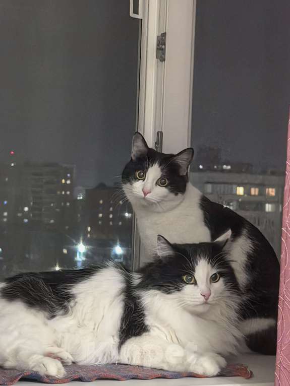 Кошки в Липецке: Кот Петя Мальчик, Бесплатно - фото 1