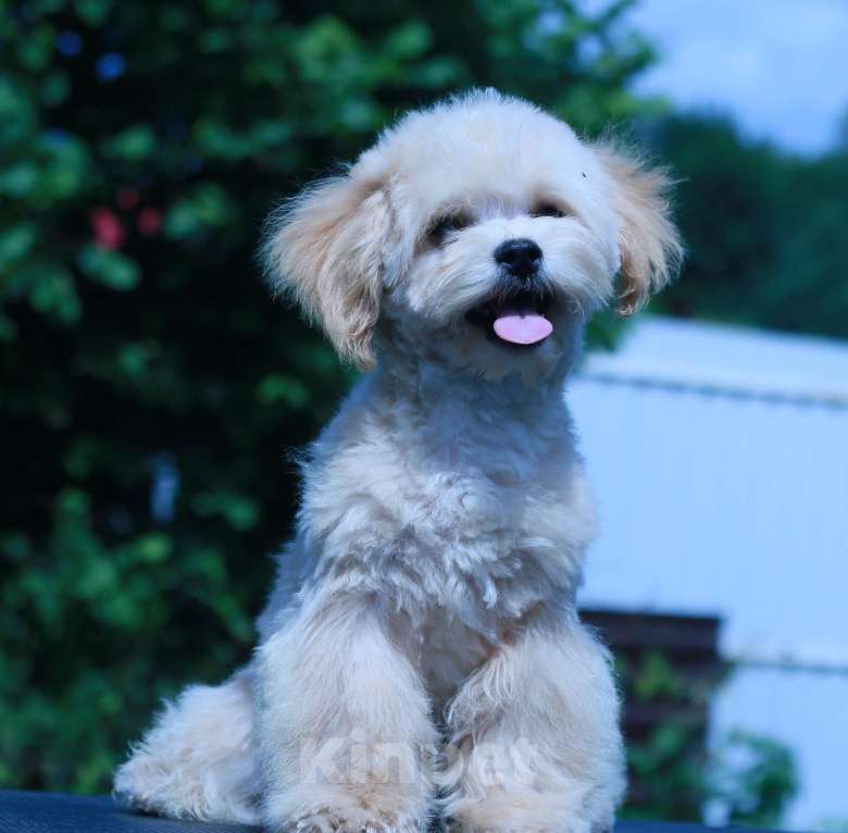 Собаки в Москве: мальтипу Ф1 щенки Мальчик, 70 000 руб. - фото 4