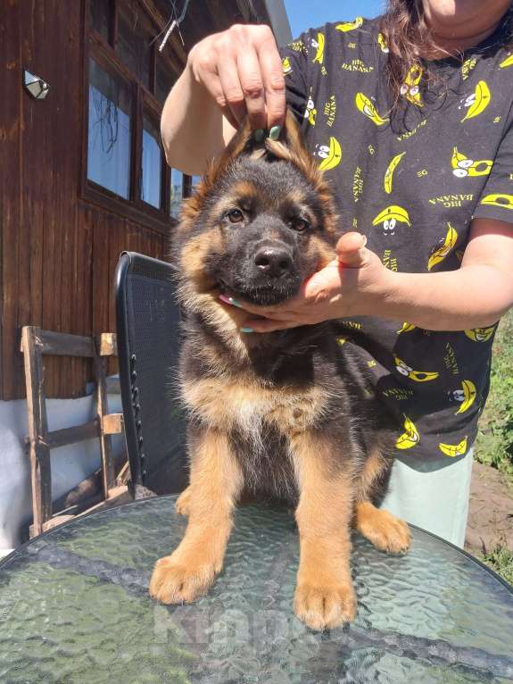 Собаки в Тюмени: Продаются щенки немецкой овчарки ДШ  Мальчик, 30 000 руб. - фото 3