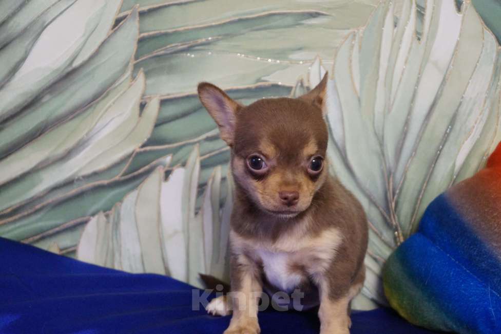 Собаки в Москве: Девочка чихуа молочный шоколад Девочка, 40 000 руб. - фото 4