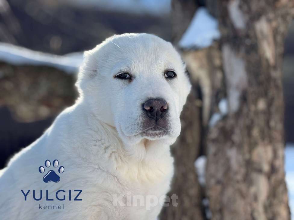 Собаки в Санкт-Петербурге: Запад Мальчик, 50 000 руб. - фото 1