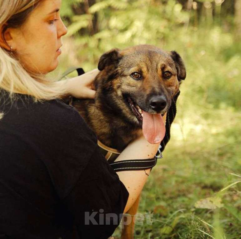 Собаки в Москве: Ищет дом Рыжик Мальчик, Бесплатно - фото 6