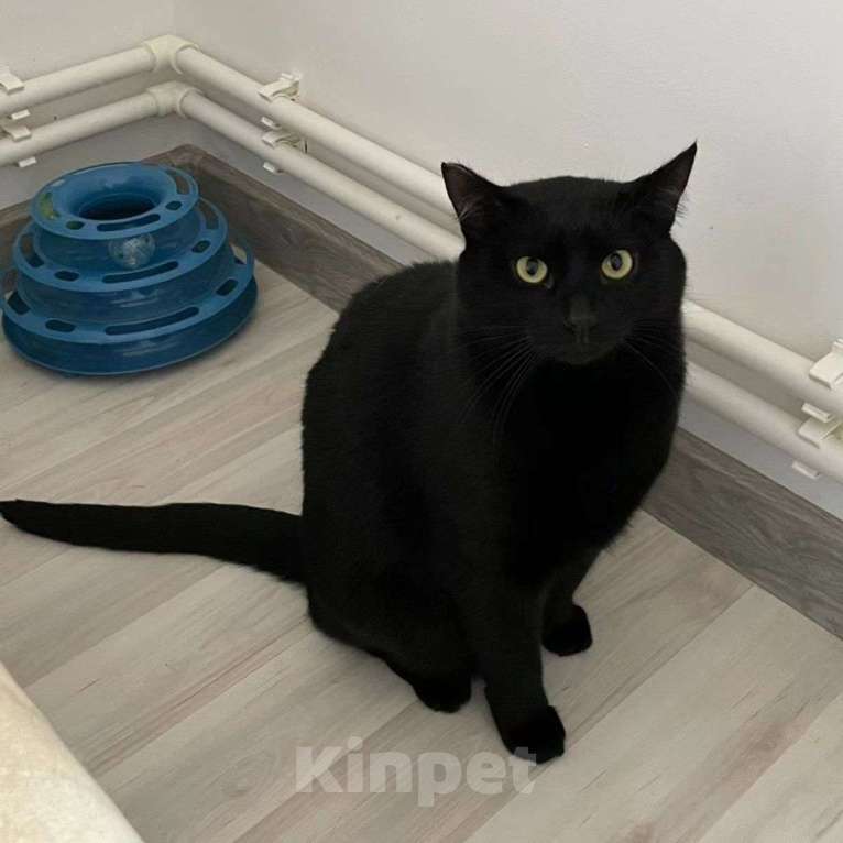 Кошки в Москве: Черный котик Томми Мальчик, Бесплатно - фото 2