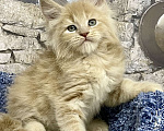 Кошки в Санкт-Петербурге: Мейн Кун котята  Девочка, 45 000 руб. - фото 5