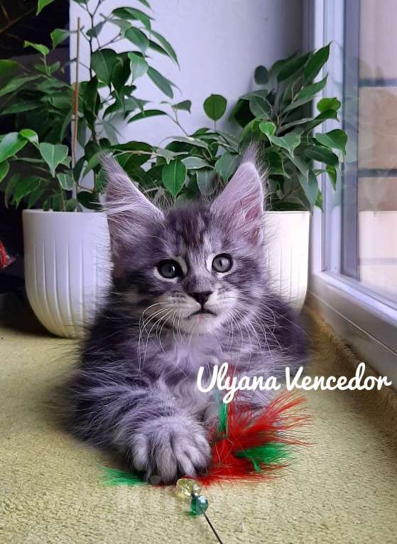 Кошки в Краснодаре: Котята мейн кун серебрянные Девочка, 45 000 руб. - фото 1