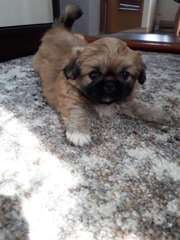 Собаки в Москве: Щенок пекинеса , девочка Девочка, 8 000 руб. - фото 3