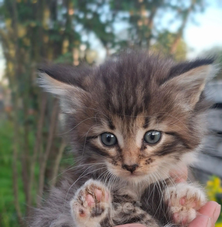 Кошки в Калуге: Котенок Девочка, Бесплатно - фото 2