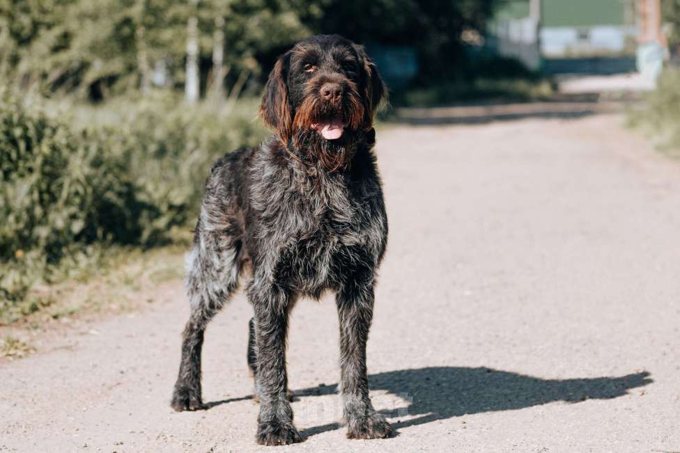 Собаки в Москве: Капитан Борода в приюте Мальчик, Бесплатно - фото 2