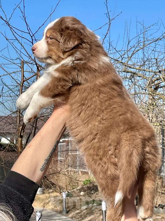 Собаки в других городах Ленинградской области: Австралийская овчарка щенки Мальчик, 70 000 руб. - фото 1