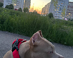 Собаки в других городах Московской области: продаю ам булли Девочка, 50 000 руб. - фото 2