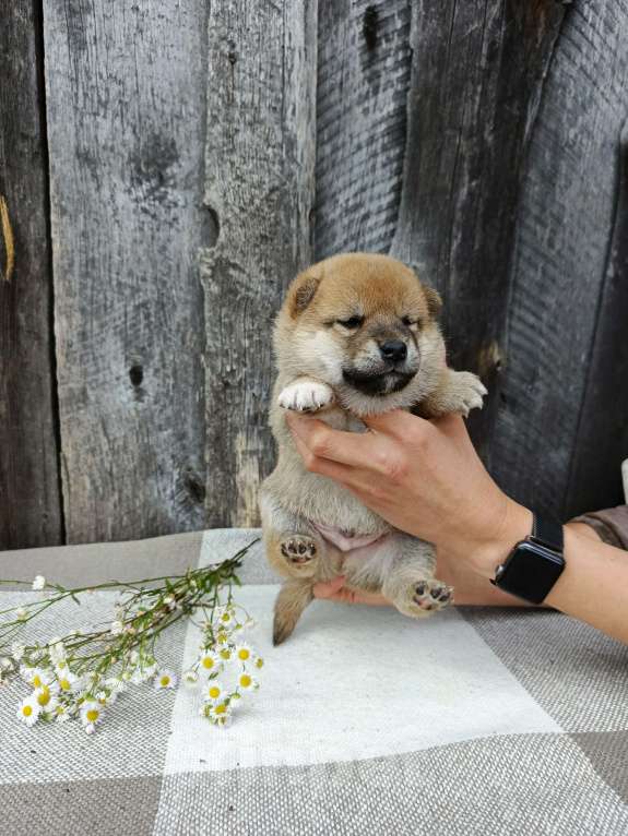 Собаки в Москве: Мальчишка сиба ину Мальчик, 30 000 руб. - фото 4