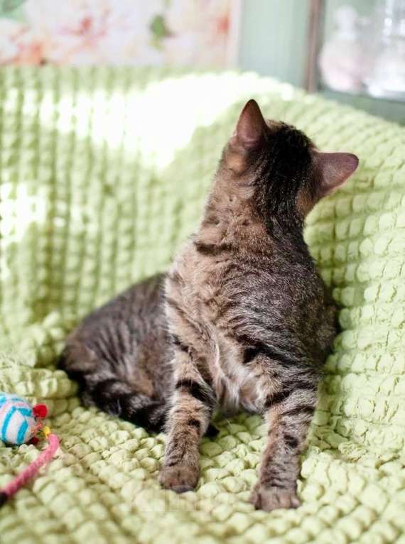 Кошки в Москве: Очаровательный котик Финик в добрые руки Мальчик, Бесплатно - фото 3