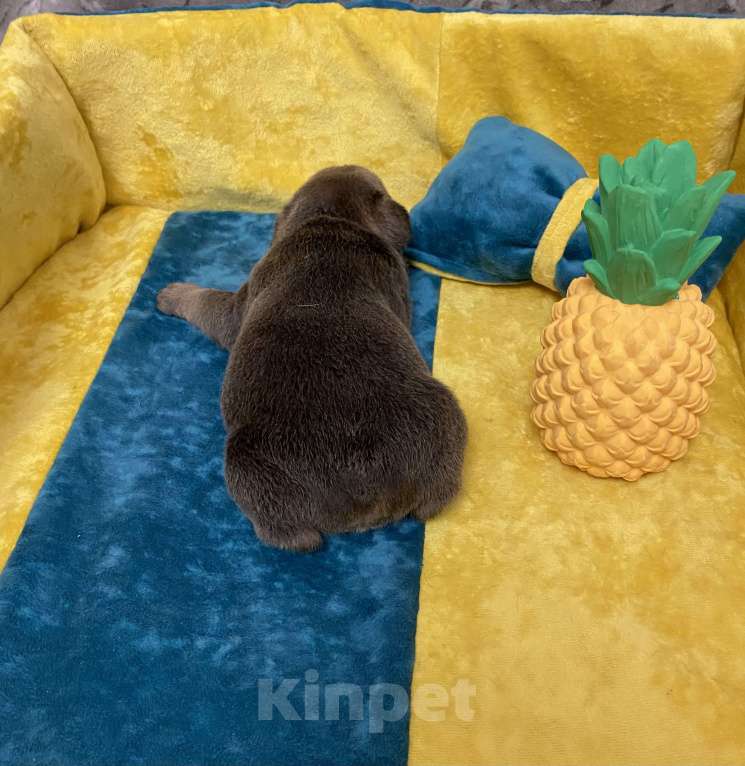 Собаки в Нижнем Новгороде: Щенки французского бульдога. Мальчик, Бесплатно - фото 6